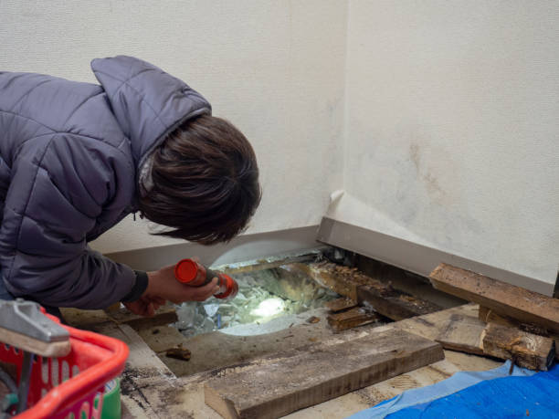 Biohazard Mold Removal in Hampstead, MD