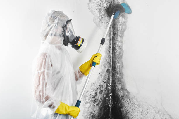  Hampstead, MD Mold Removal Pros
