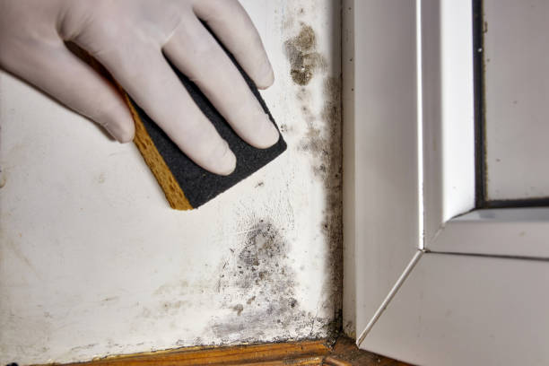 Best Mold Remediation for Vacation Homes  in Hampstead, MD