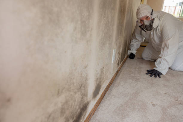Forensic Mold Investigation in Hampstead, MD